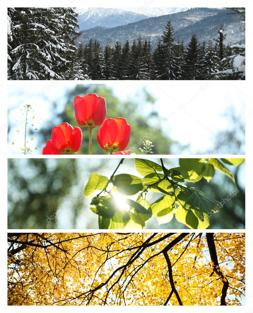 Beautiful photos of nature. Four seasons collage