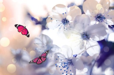 Güzel altın kelebekler ve çiçek açan kiraz dalları