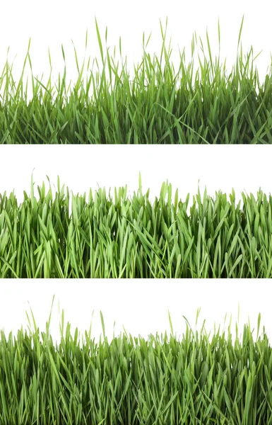 Колаж Свіжої Зеленої Трави Білому Тлі Весняний Сезон — стокове фото