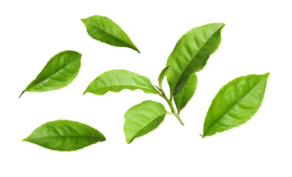 Sett Med Ferske Grønne Teblader Hvit Bakgrunn – stockfoto