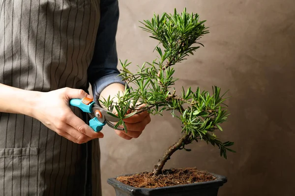 Japon Bonsai Bitkisini Buduyor Yakın Plan Evde Zen Atmosferi Oluşturuluyor — Stok fotoğraf