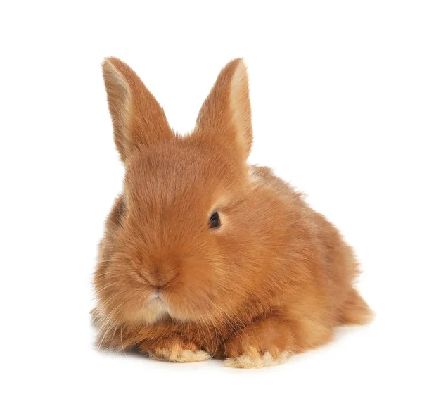 Adorable Fluffy Bunny Isolated White Easter Symbol — Stock Photo, Image