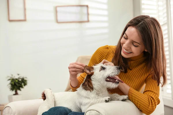 Jonge Vrouw Met Haar Schattige Jack Russell Terrier Een Fauteuil — Stockfoto