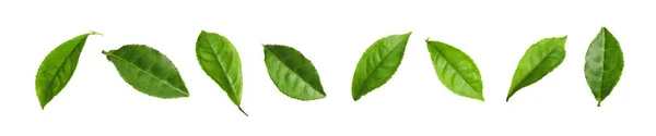 Набір Свіжих Зелених Листя Чаю Білому Тлі Дизайн Прапора — стокове фото