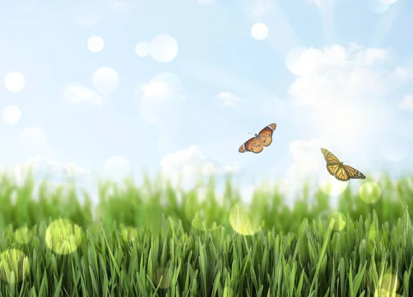 Hierba Verde Fresca Mariposas Día Soleado Temporada Primavera — Foto de Stock