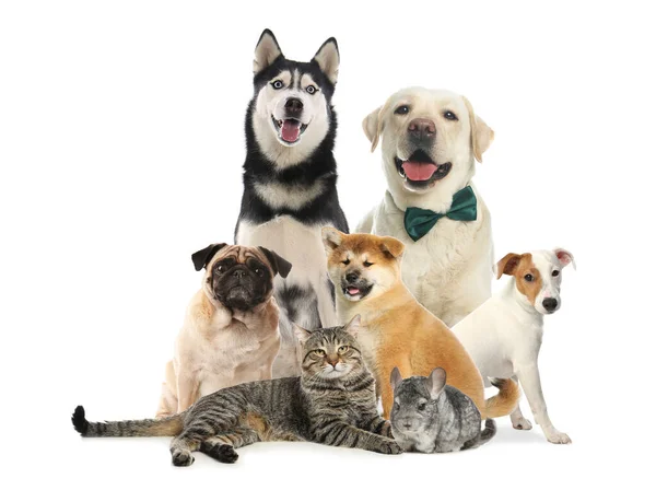 Group Different Pets White Background — Stock Photo, Image
