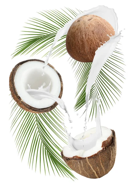 Cocos Exóticos Salpicos Leite Isolado Branco — Fotografia de Stock