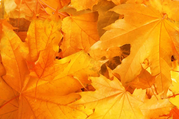 Vacker Orange Höst Löv Som Bakgrund Ovanifrån — Stockfoto