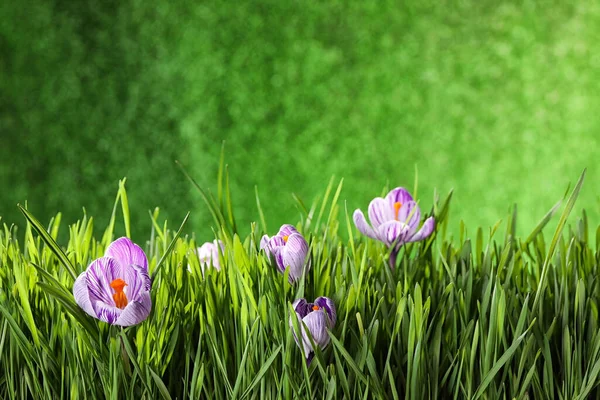 Hierba Fresca Flores Azafrán Sobre Fondo Verde Espacio Para Texto — Foto de Stock