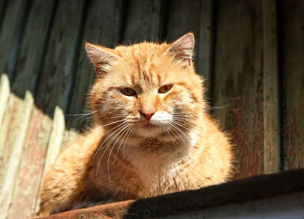 晴れた日に屋外で美しい生姜野良猫 — ストック写真