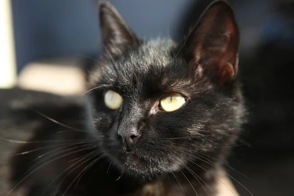 Beautiful Black Stray Cat Outdoors Sunny Day Closeup — Stock Photo, Image