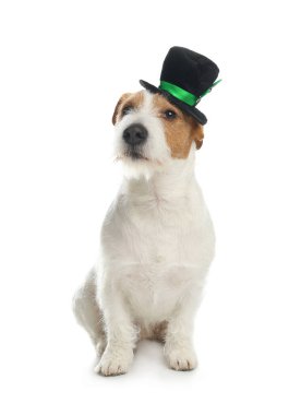 Beyaz arka planda cüce şapkalı Jack Russell Terrier. Aziz Patrick Günü