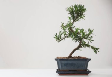 Beyaz arka planda Japon bonsai bitkisi, metin için boşluk. Evde zen atmosferi oluşturuluyor