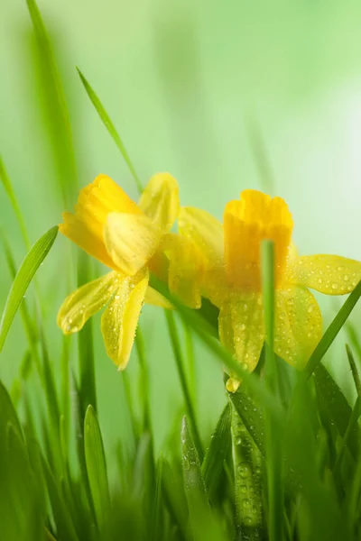 Jarní Zelená Tráva Jasné Narcisy Rosou Detailní Záběr — Stock fotografie