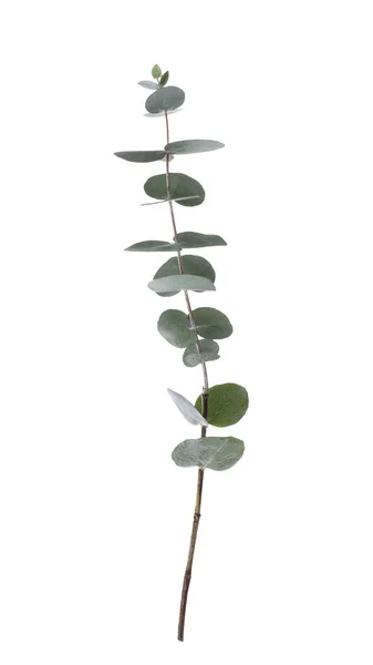 Eucalyptus branch with fresh leaves on white background