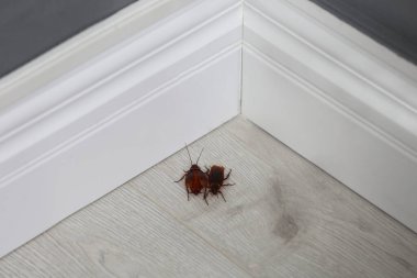 Evdeki köşedeki tahta zeminde hamamböcekleri. Haşere kontrolü