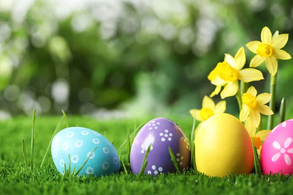 Ovos Páscoa Coloridos Flores Narciso Grama Verde Espaço Para Texto — Fotografia de Stock