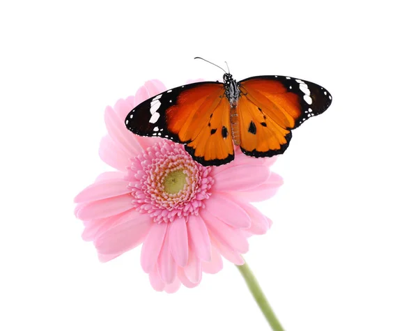 Fleur Avec Belle Dame Peinte Papillon Isolé Sur Blanc — Photo