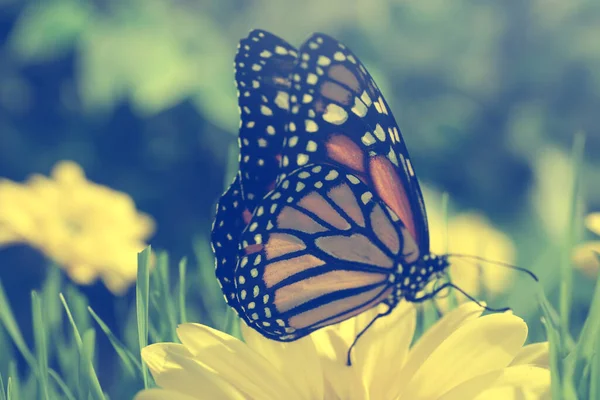 Красивая Бабочка Монарх Цветке Саду — стоковое фото