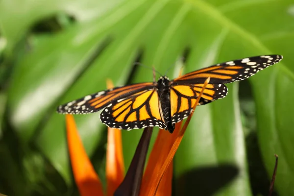 Bella Farfalla Monarca Sul Fiore Giardino — Foto Stock