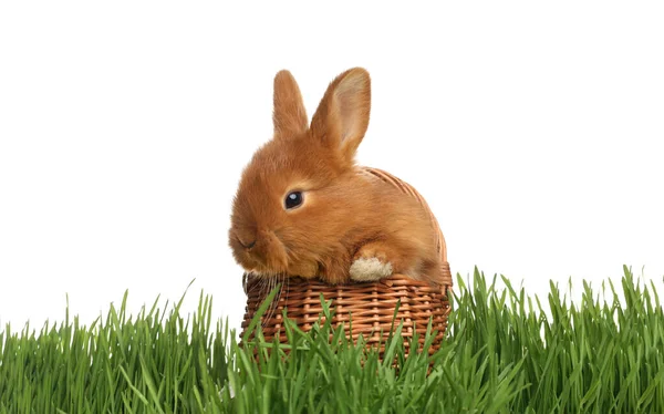 Adorable Fluffy Bunny Wicker Basket Green Grass White Background Easter — Stock Photo, Image