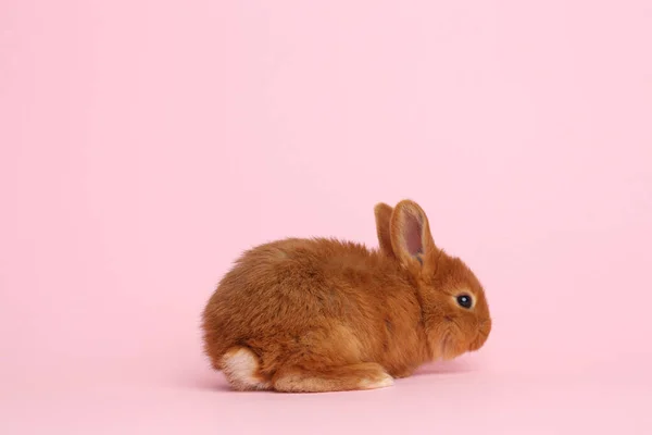 Adorabile Coniglietto Morbido Sfondo Rosa Simbolo Pasqua — Foto Stock