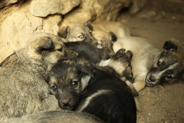 Cachorros Sin Hogar Casa Abandonada Animales Bebé Callejeros — Foto de Stock