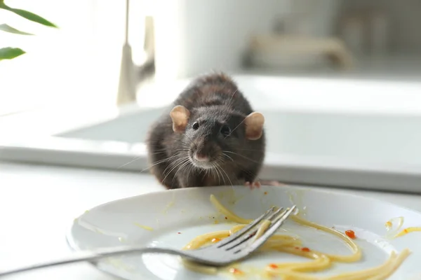 Ratte Neben Schmutzigem Teller Auf Küchentheke Schädlingsbekämpfung — Stockfoto