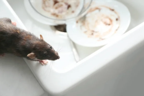 Tikus Dekat Wastafel Dapur Dengan Piring Kotor Pengendalian Hama — Stok Foto