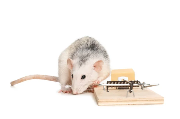 https://st3.depositphotos.com/16122460/35995/i/450/depositphotos_359953396-stock-photo-rat-mousetrap-cheese-white-background.jpg