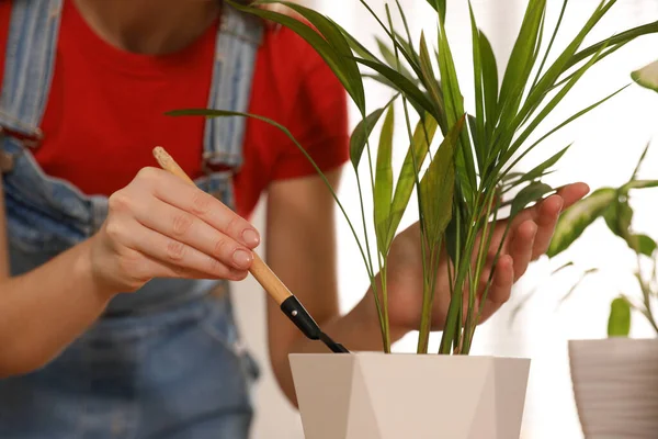 Young Woman Potting Beautiful Plant Home Closeup Engaging Hobby — Stock Photo, Image