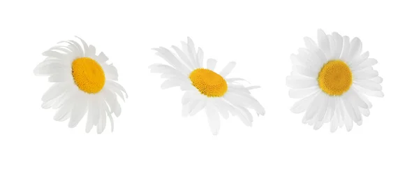 Uppsättning Vackra Kamomill Blommor Vit Bakgrund Banderolldesign — Stockfoto