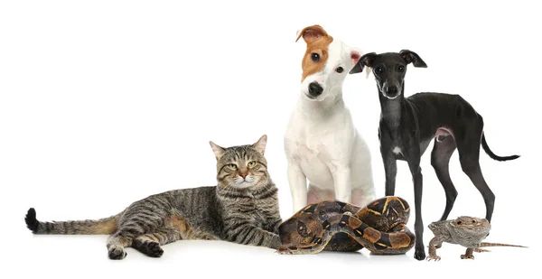 Gruppe Verschiedener Haustiere Auf Weißem Hintergrund Bannerdesign — Stockfoto