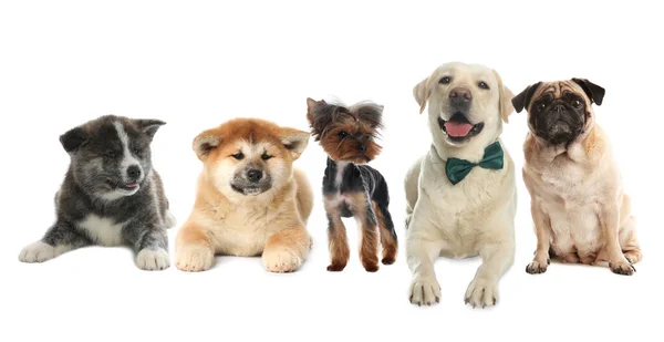 Group Different Dogs White Background — Stock Photo, Image