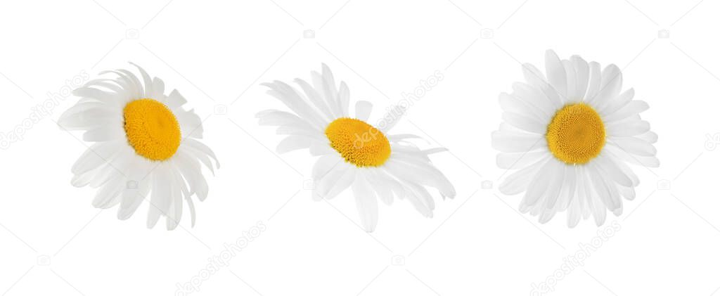 Set of beautiful chamomile flowers on white background. Banner design