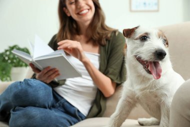 Kitap okuyan genç bir kadın ve evdeki kanepede oturan sevimli Jack Russell Terrier 'ı. Sevimli hayvan