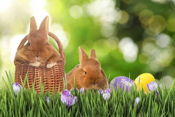 Sevimli Tavşanlar Yeşil Çimlerde Paskalya Yumurtaları — Stok fotoğraf
