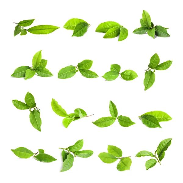 Zestaw Świeżych Liści Zielonej Herbaty Białym Tle — Zdjęcie stockowe