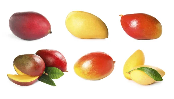 Uppsättning Läckra Mango Vit Bakgrund — Stockfoto