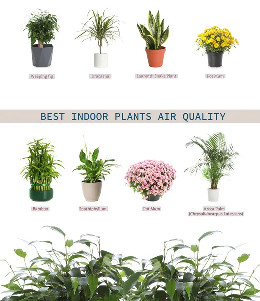 Σύνολο Των Καλύτερων Φυτών Σπίτι Για Βελτίωση Της Ποιότητας Του — Φωτογραφία Αρχείου