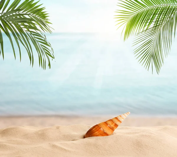 Seashell Tropical Sandy Beach Sunny Day — Stock Photo, Image