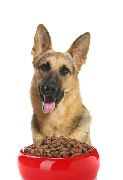 Cão Pastor Alemão Bonito Tigela Alimentação Fundo Branco — Fotografia de Stock