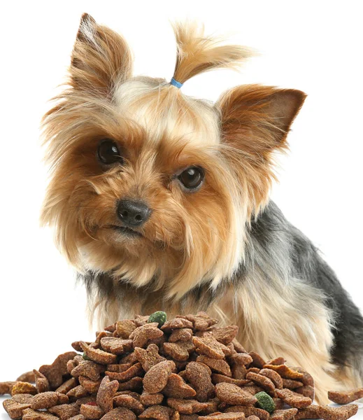 Cute Yorkshire Terrier Pilha Comida Cão Fundo Branco — Fotografia de Stock