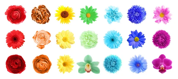 Set Von Verschiedenen Schönen Blumen Auf Weißem Hintergrund Bannerdesign — Stockfoto