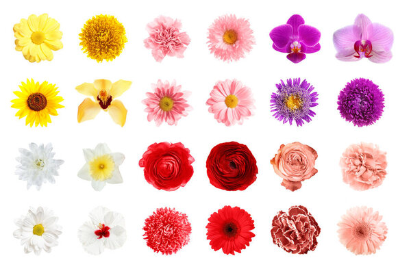 Набор различных красивых цветов на белом фоне

