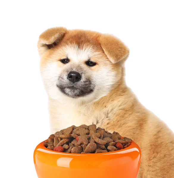 Bonito Cachorro Akita Inu Tigela Alimentação Com Comida Cão Fundo — Fotografia de Stock