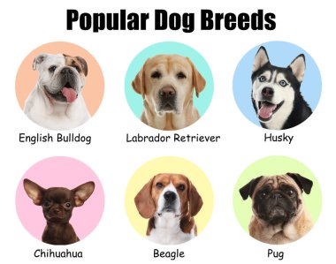 Renkli arka planda bir sürü sevimli köpek. En popüler türler