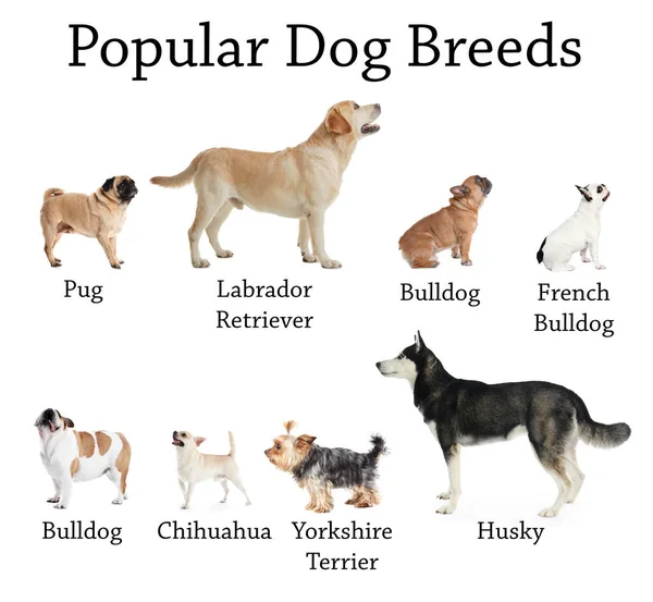 Set Van Verschillende Schattige Honden Witte Achtergrond Meest Populaire Rassen — Stockfoto