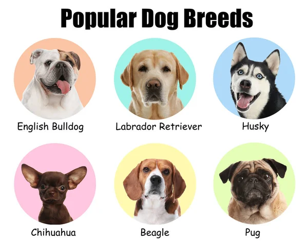 Set Different Adorable Dogs Color Background Most Popular Breeds — Stock Photo, Image