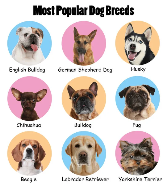 Set Van Verschillende Schattige Honden Kleur Achtergrond Meest Populaire Rassen — Stockfoto